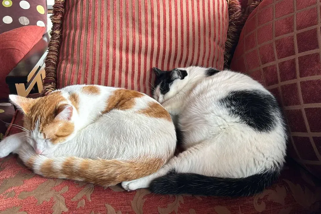 Rubix, le jeune chat roux et blanc, blotti contre sa compagne noire et blanche, sur le fauteuil rouge à rayures du chalet — symbole de sa nouvelle routine de sécurité