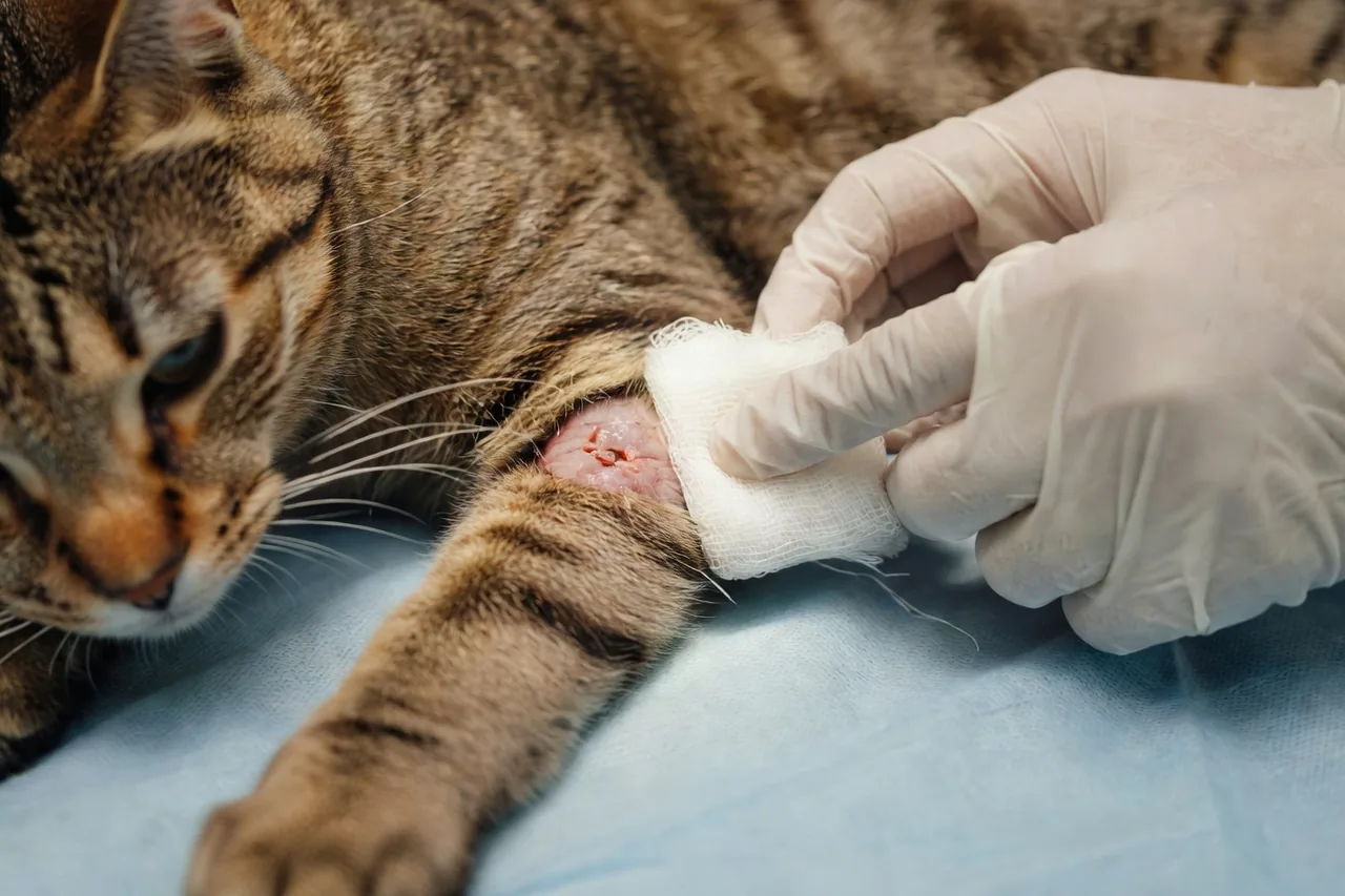 Vue rapprochée de la patte d'un chat tigré nettoyée avec une compresse stérile par une main gantée, lumière clinique douce, drap chirurgical bleu en arrière-plan
