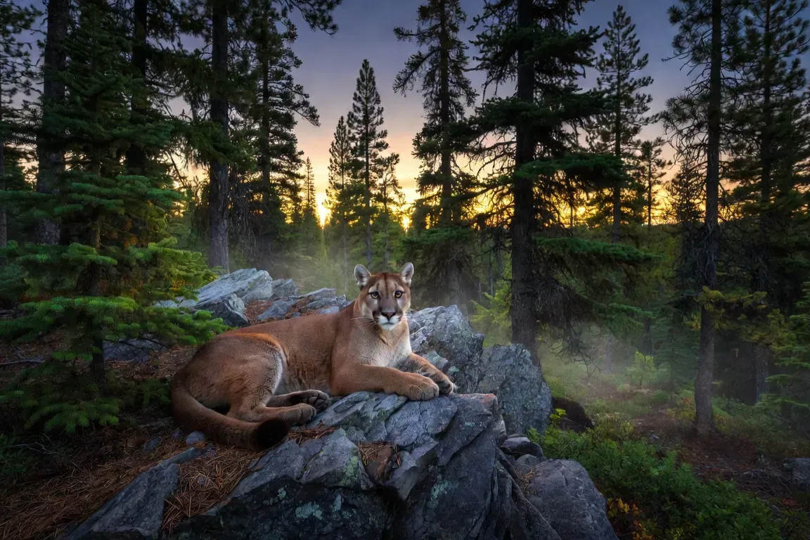 Empreintes de lynx dans la neige fraîche d'une forêt québécoise, piste de chasse