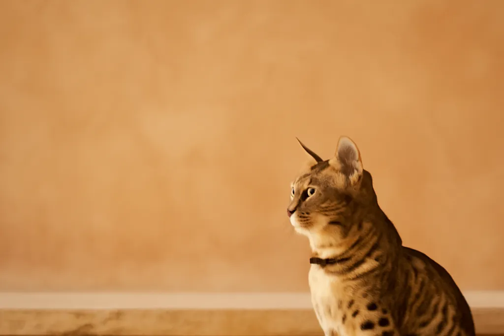 Un chat au pelage bronze tacheté et aux yeux verts en amande, assis de profil sur des marches de grès chaud dans la lumière de fin d'après-midi