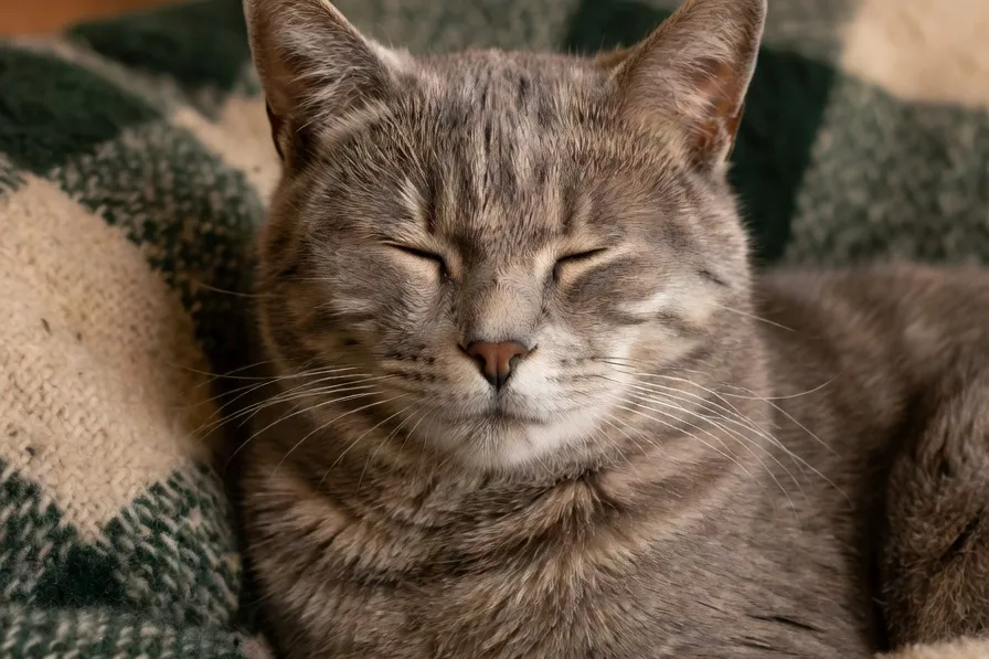 Un chat senior aux poils grisonnants dormant paisiblement sur un plaid en laine, visage serein