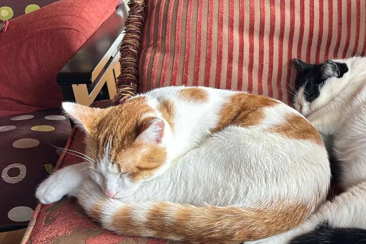 Gros plan sur Rubix, jeune chat roux et blanc, endormi paisiblement sur un fauteuil rouge à rayures